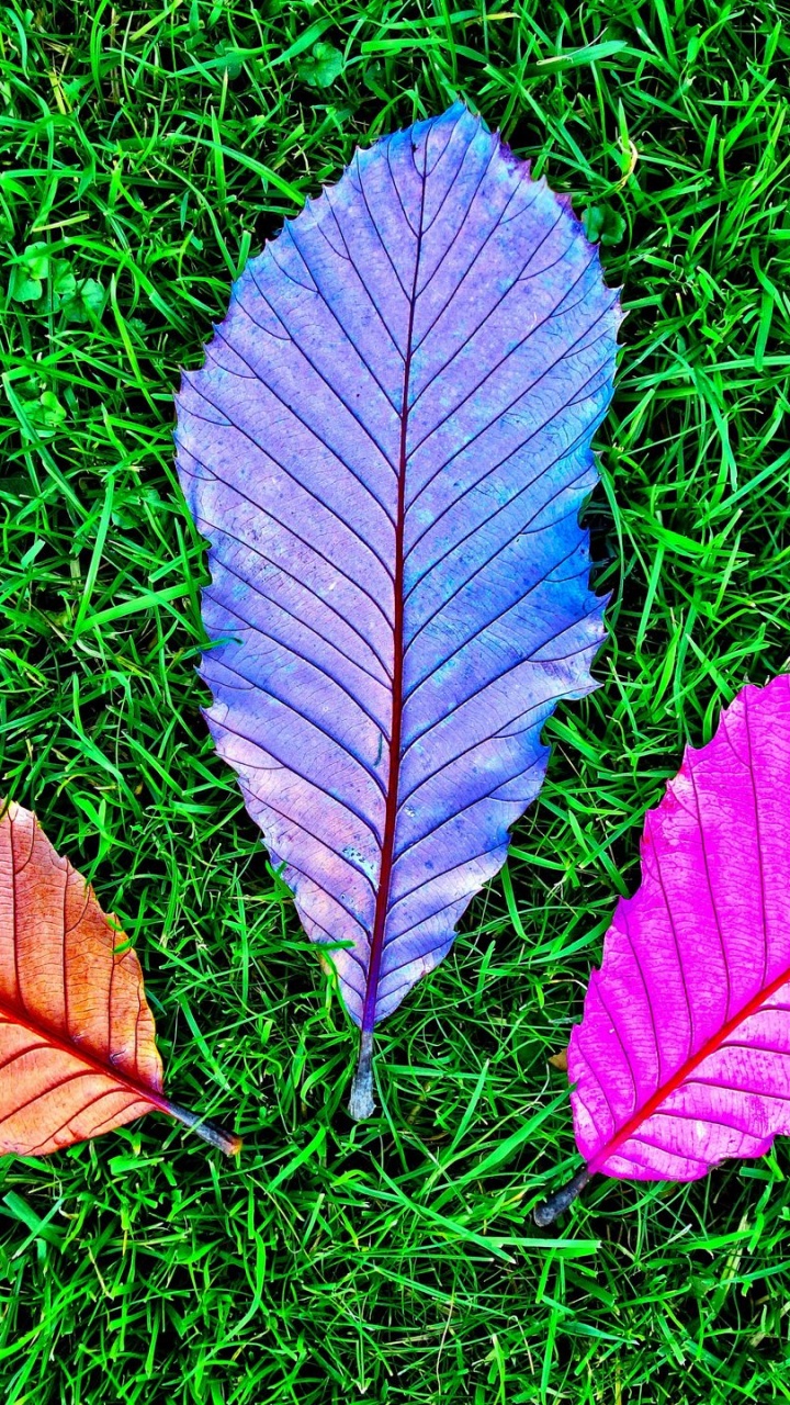 Purple and White Leaf on Green Grass. Wallpaper in 720x1280 Resolution