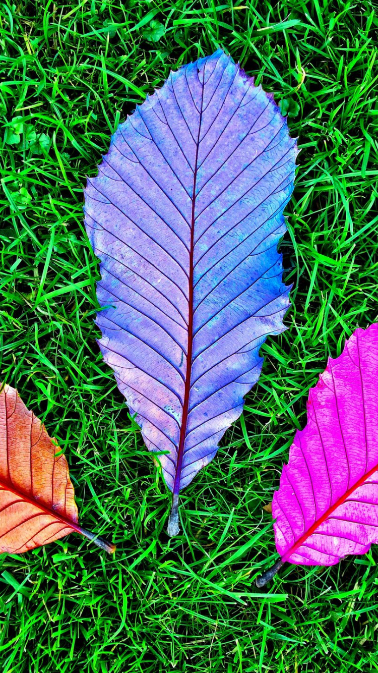 Purple and White Leaf on Green Grass. Wallpaper in 750x1334 Resolution