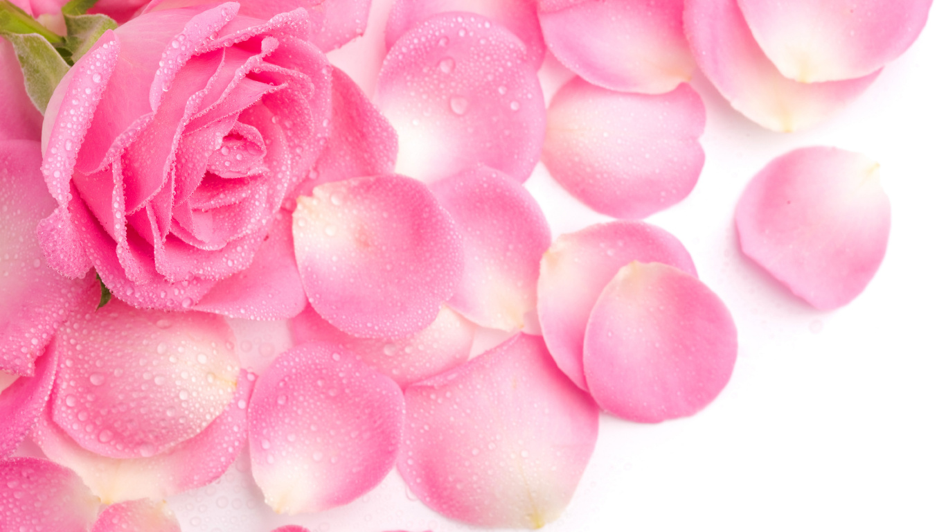 Pétales de Rose Roses Sur Une Surface Blanche. Wallpaper in 1366x768 Resolution