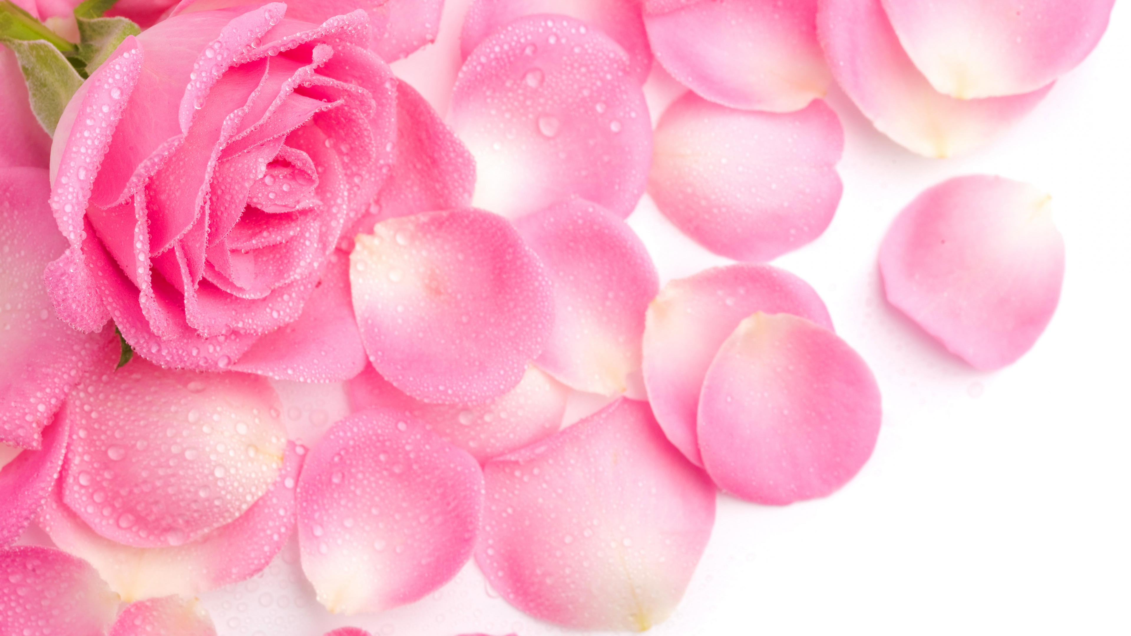 Pétales de Rose Roses Sur Une Surface Blanche. Wallpaper in 3840x2160 Resolution