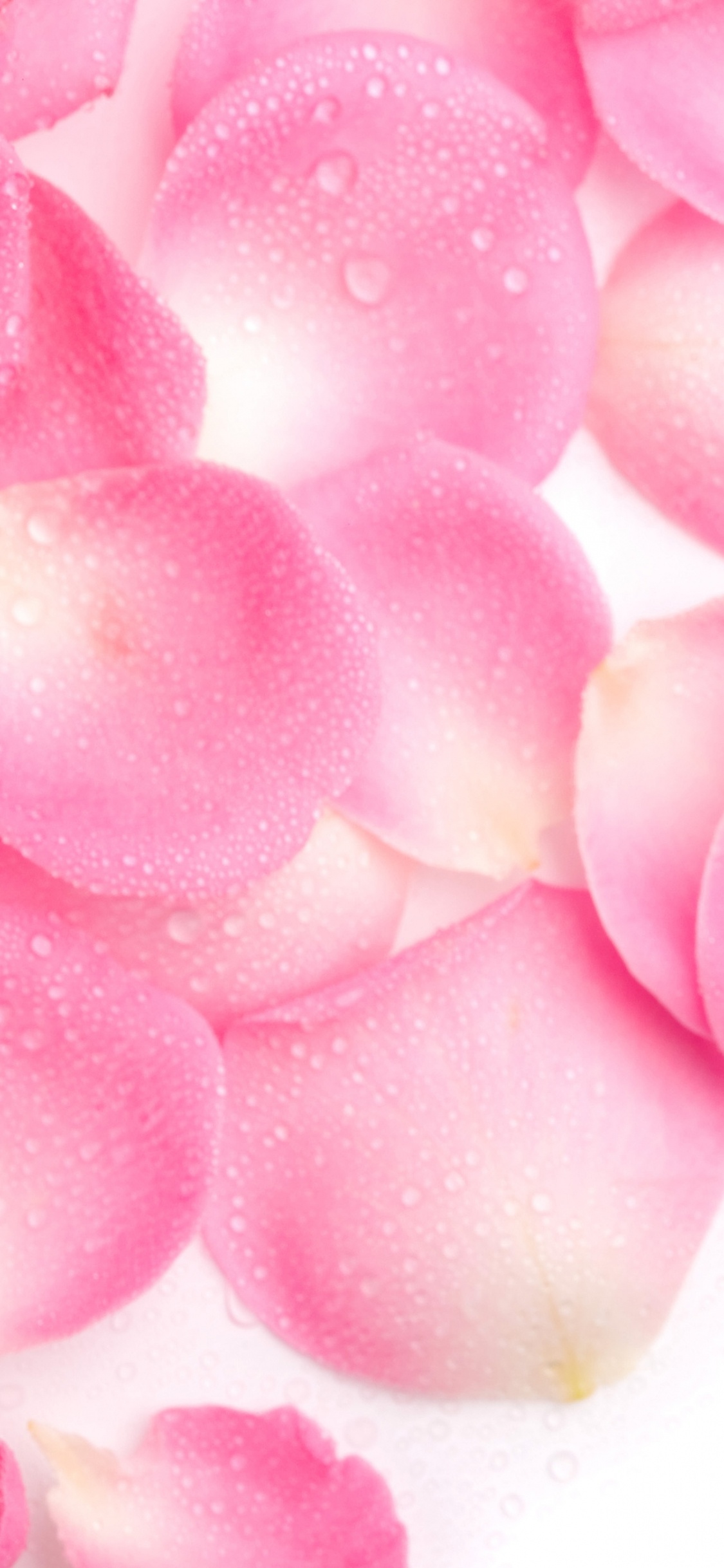 Pink Rose Petals on White Surface. Wallpaper in 1125x2436 Resolution