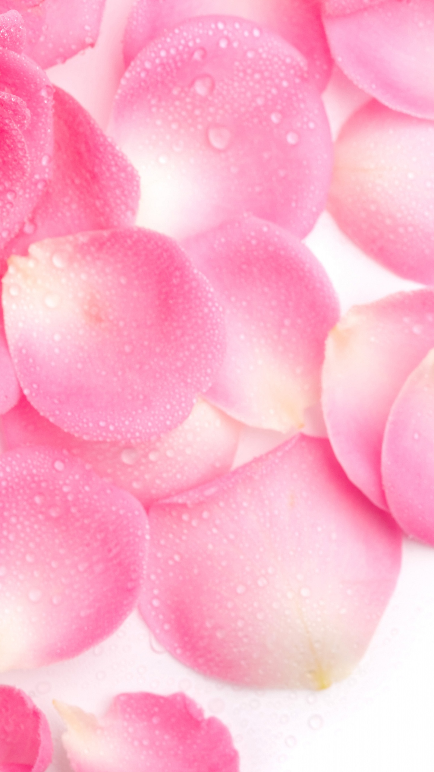 Pink Rose Petals on White Surface. Wallpaper in 1440x2560 Resolution