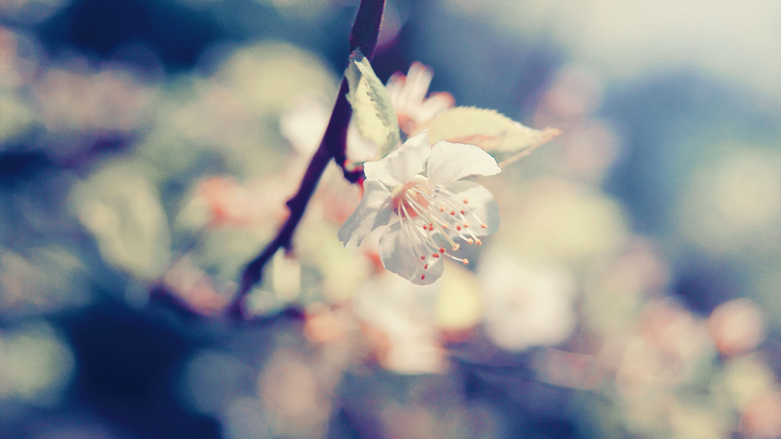 White Cherry Blossom in Close up Photography. Wallpaper in 2560x1440 Resolution