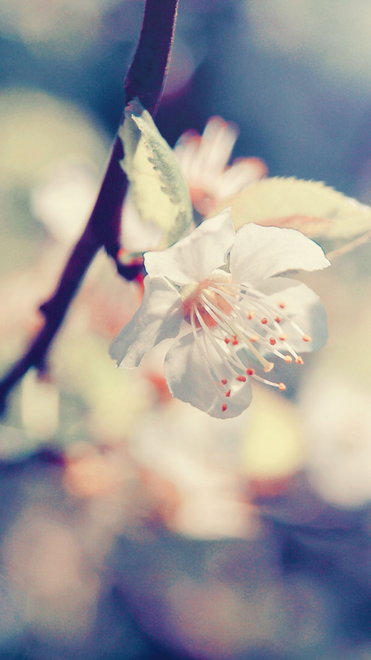 White Cherry Blossom in Close up Photography. Wallpaper in 750x1334 Resolution