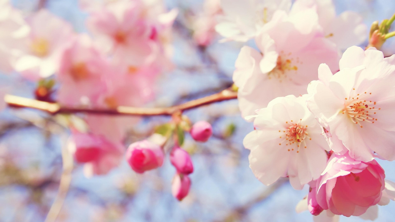 White and Pink Cherry Blossom in Close up Photography. Wallpaper in 1280x720 Resolution