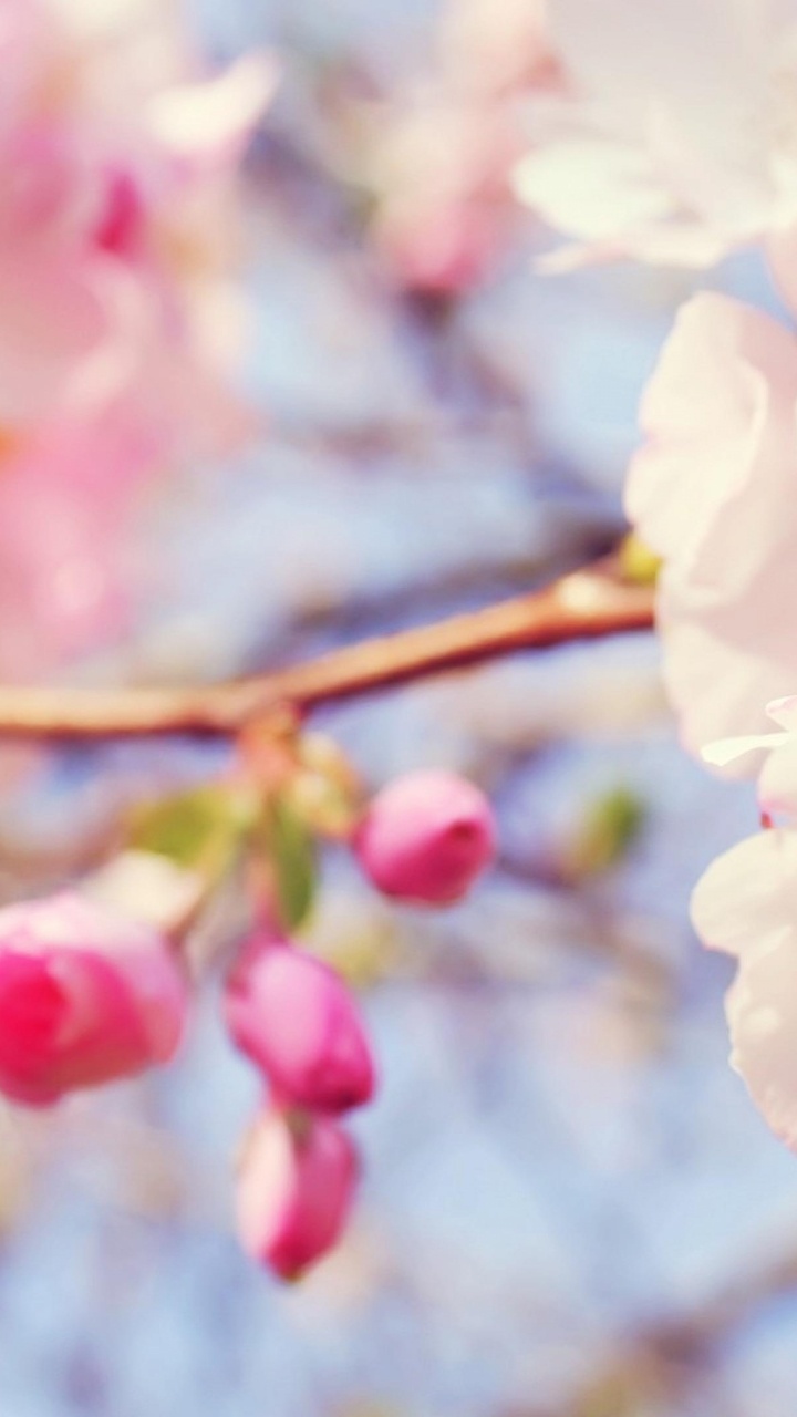 White and Pink Cherry Blossom in Close up Photography. Wallpaper in 720x1280 Resolution