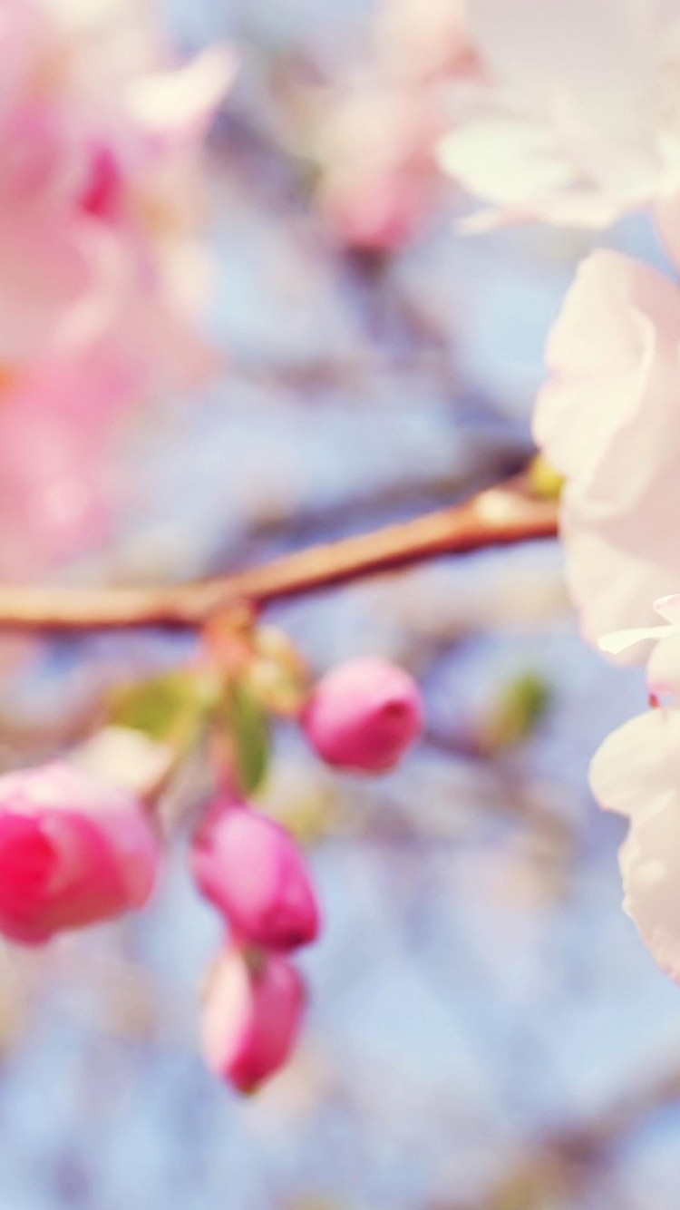 White and Pink Cherry Blossom in Close up Photography. Wallpaper in 750x1334 Resolution