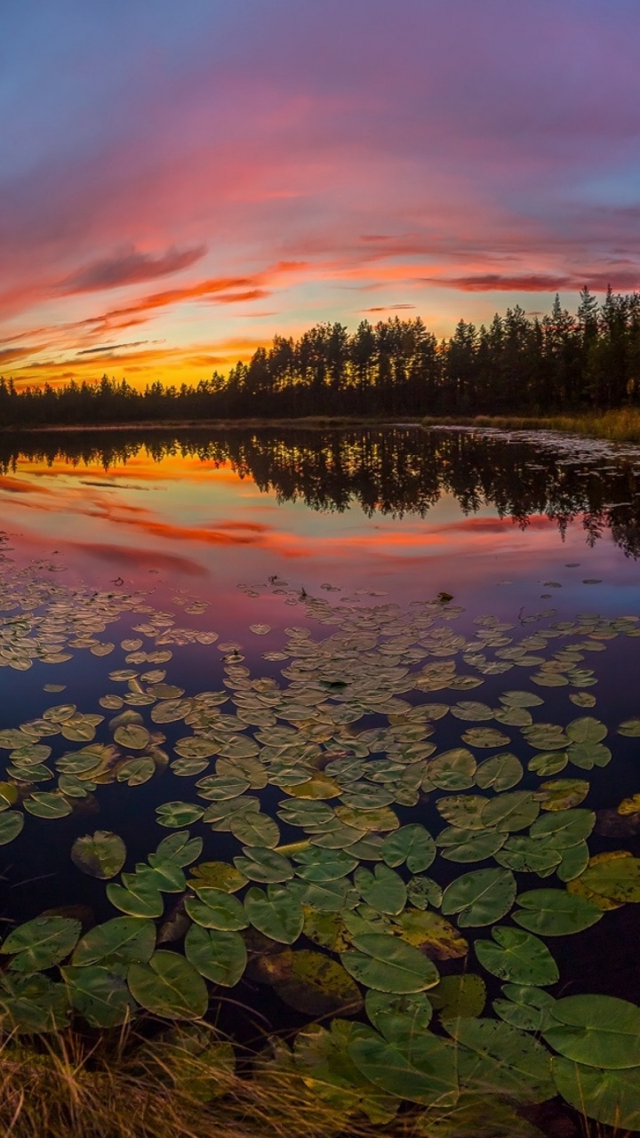 Árboles Verdes Junto al Cuerpo de Agua Durante la Puesta de Sol. Wallpaper in 720x1280 Resolution