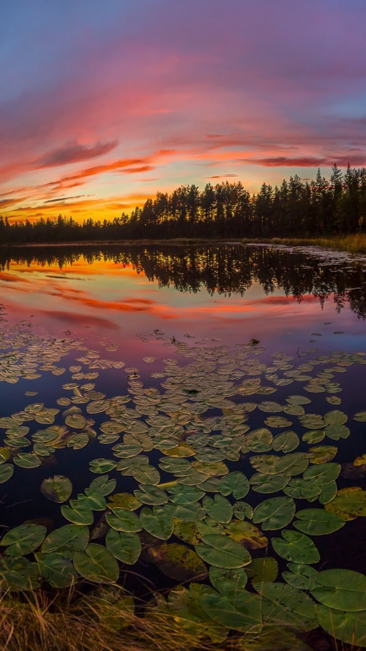 Árboles Verdes Junto al Cuerpo de Agua Durante la Puesta de Sol. Wallpaper in 750x1334 Resolution