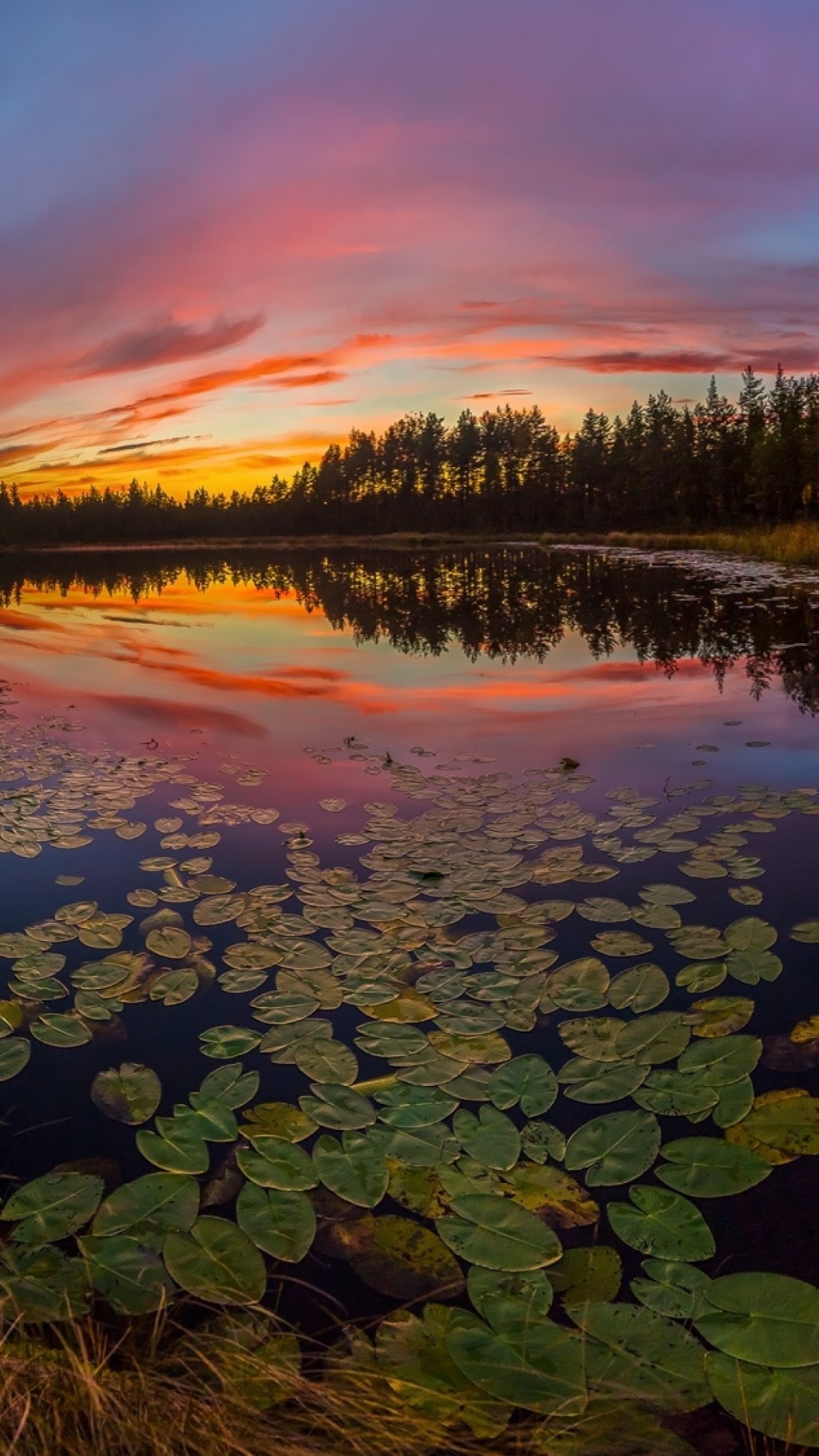Green Trees Beside Body of Water During Sunset. Wallpaper in 1080x1920 Resolution