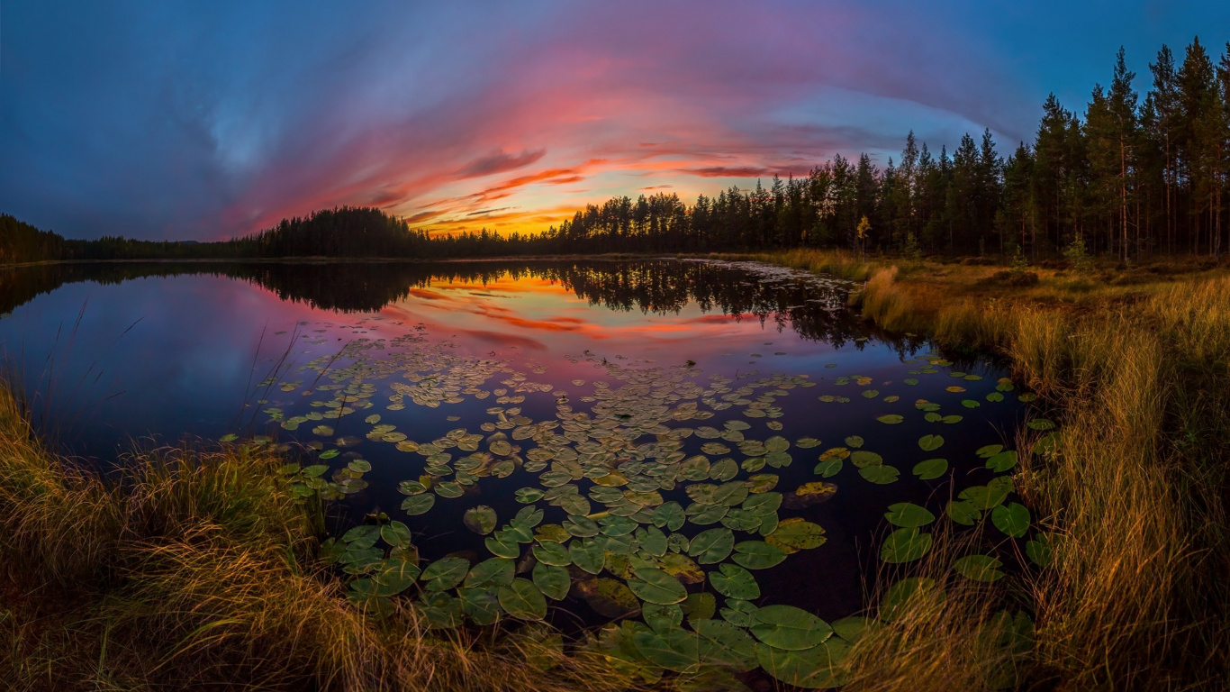 Grüne Bäume Neben Gewässer Bei Sonnenuntergang. Wallpaper in 1366x768 Resolution