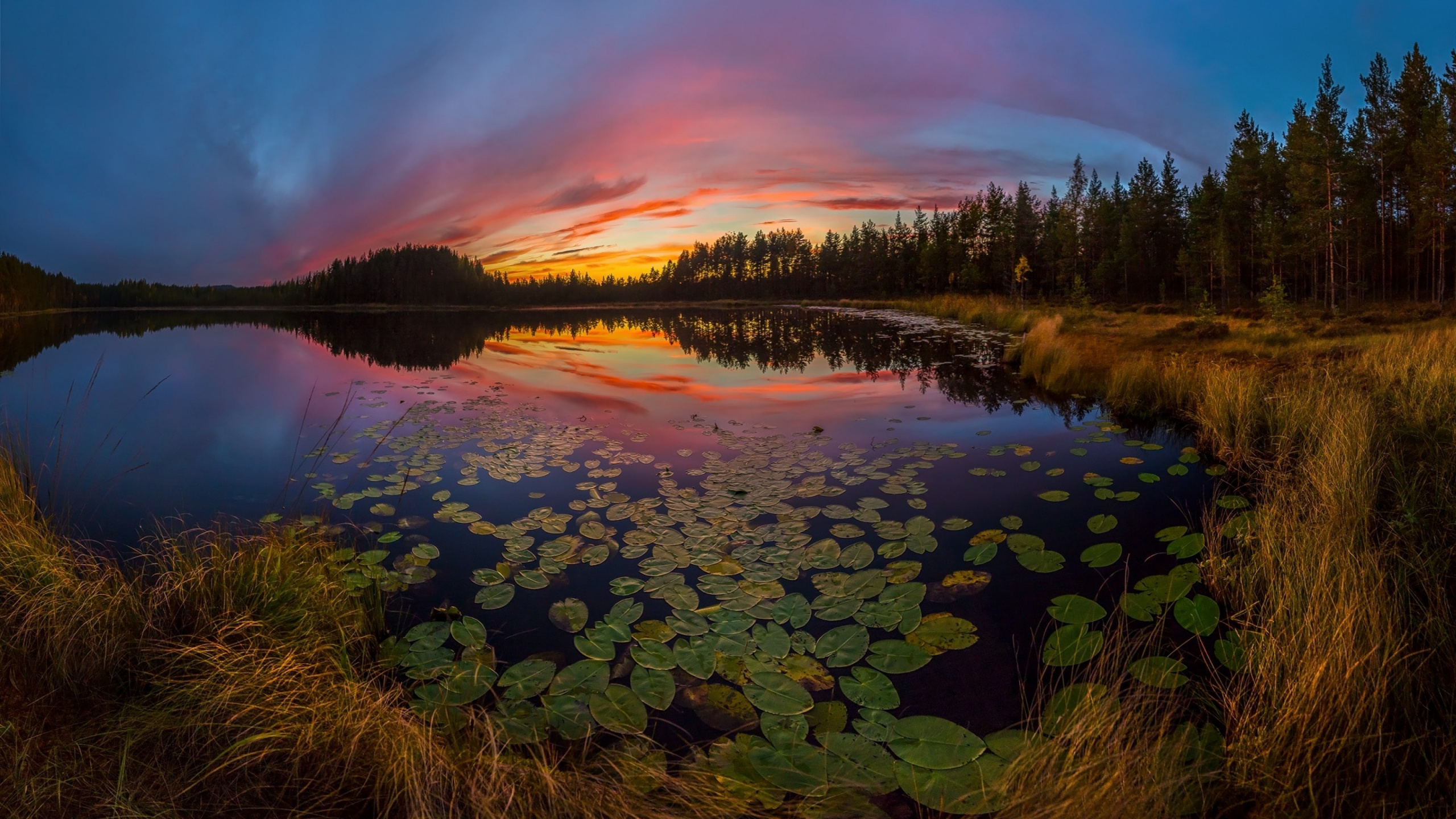 Grüne Bäume Neben Gewässer Bei Sonnenuntergang. Wallpaper in 2560x1440 Resolution