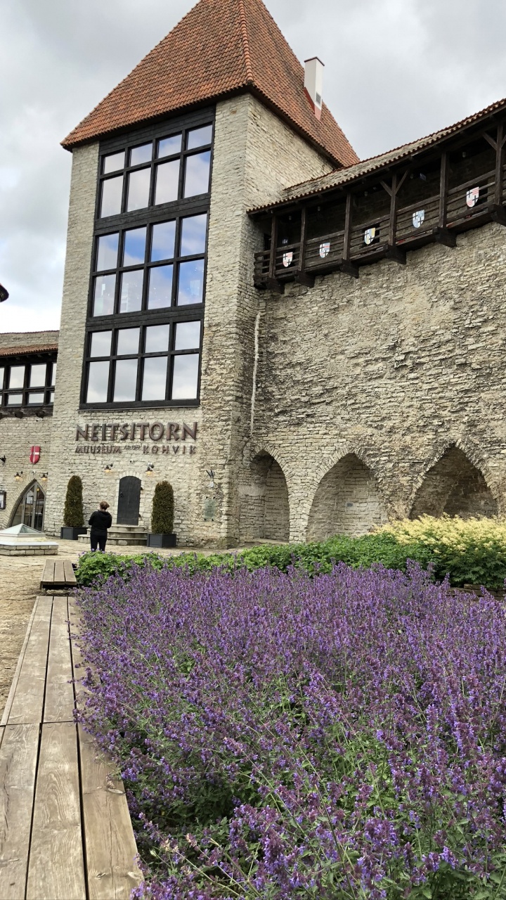 Inglés Lavanda, Ciencia, la Física, Morado, Lavanda. Wallpaper in 720x1280 Resolution