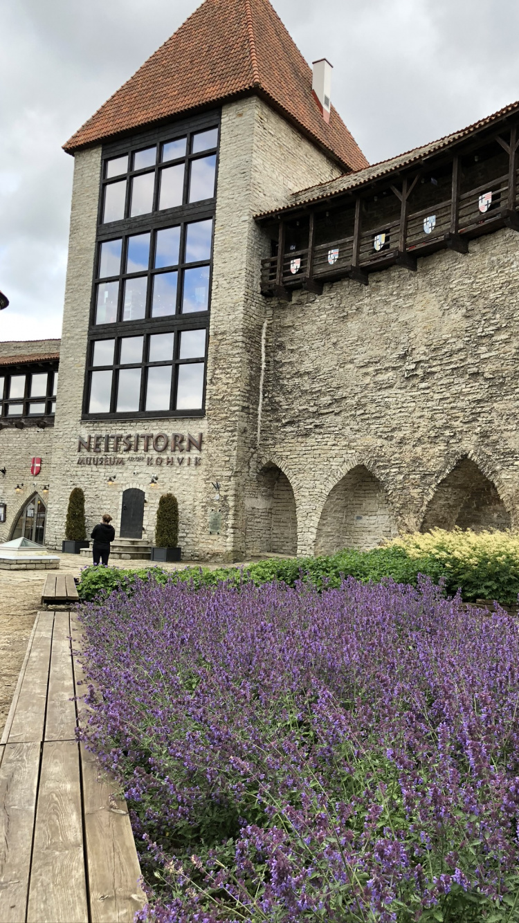 Mur, Lavande Anglaise, Sciences, Physique, Purple. Wallpaper in 750x1334 Resolution