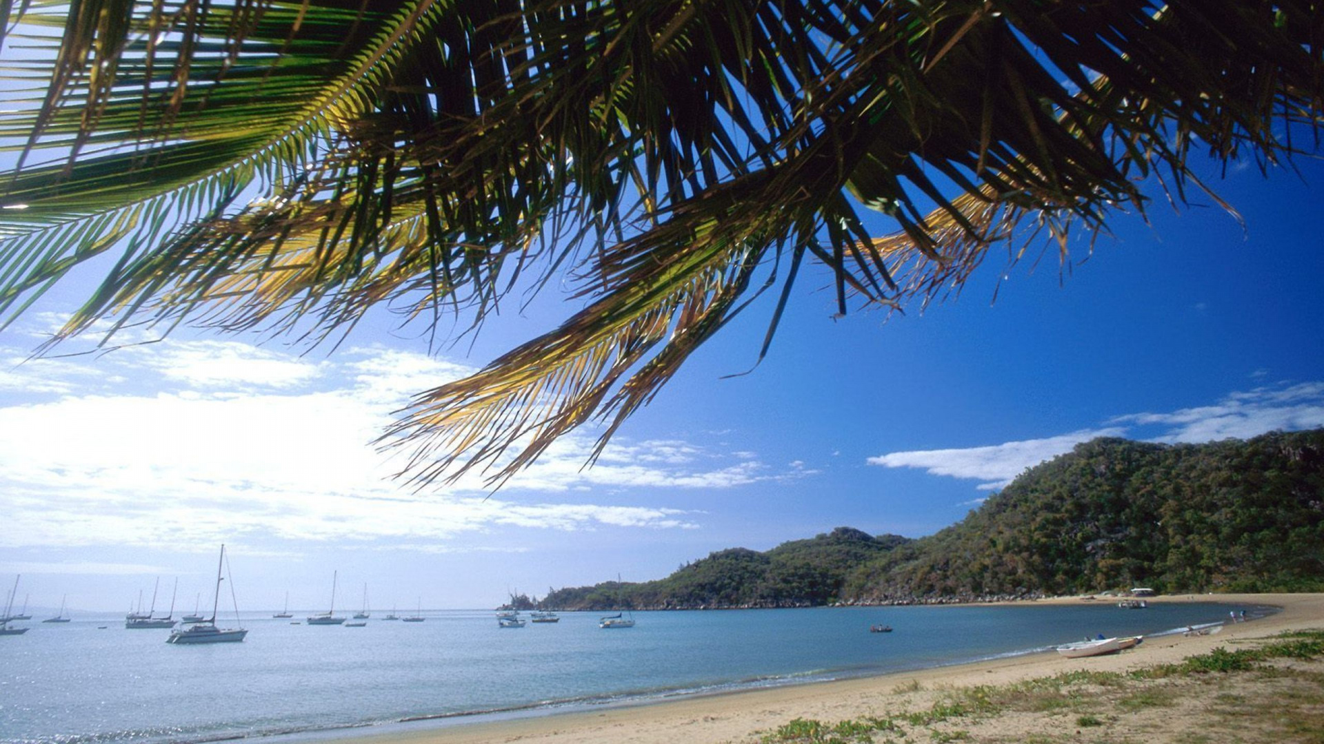 Green Palm Tree Near Sea During Daytime. Wallpaper in 1920x1080 Resolution