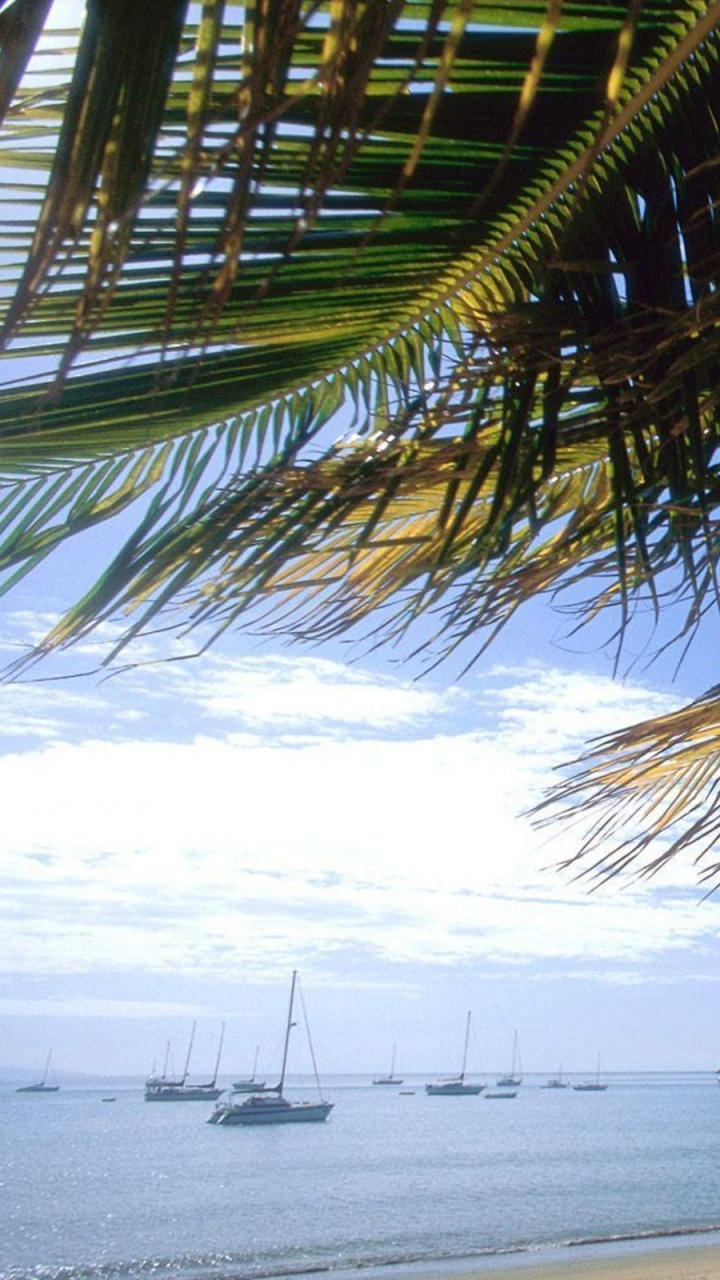 Green Palm Tree Near Sea During Daytime. Wallpaper in 720x1280 Resolution