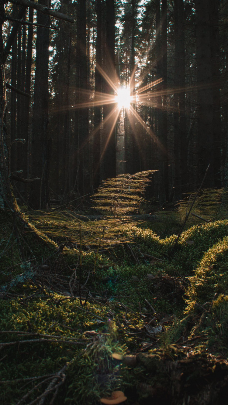 Ios, Ambiente, Paisaje Natural, Madera, Agua. Wallpaper in 750x1334 Resolution