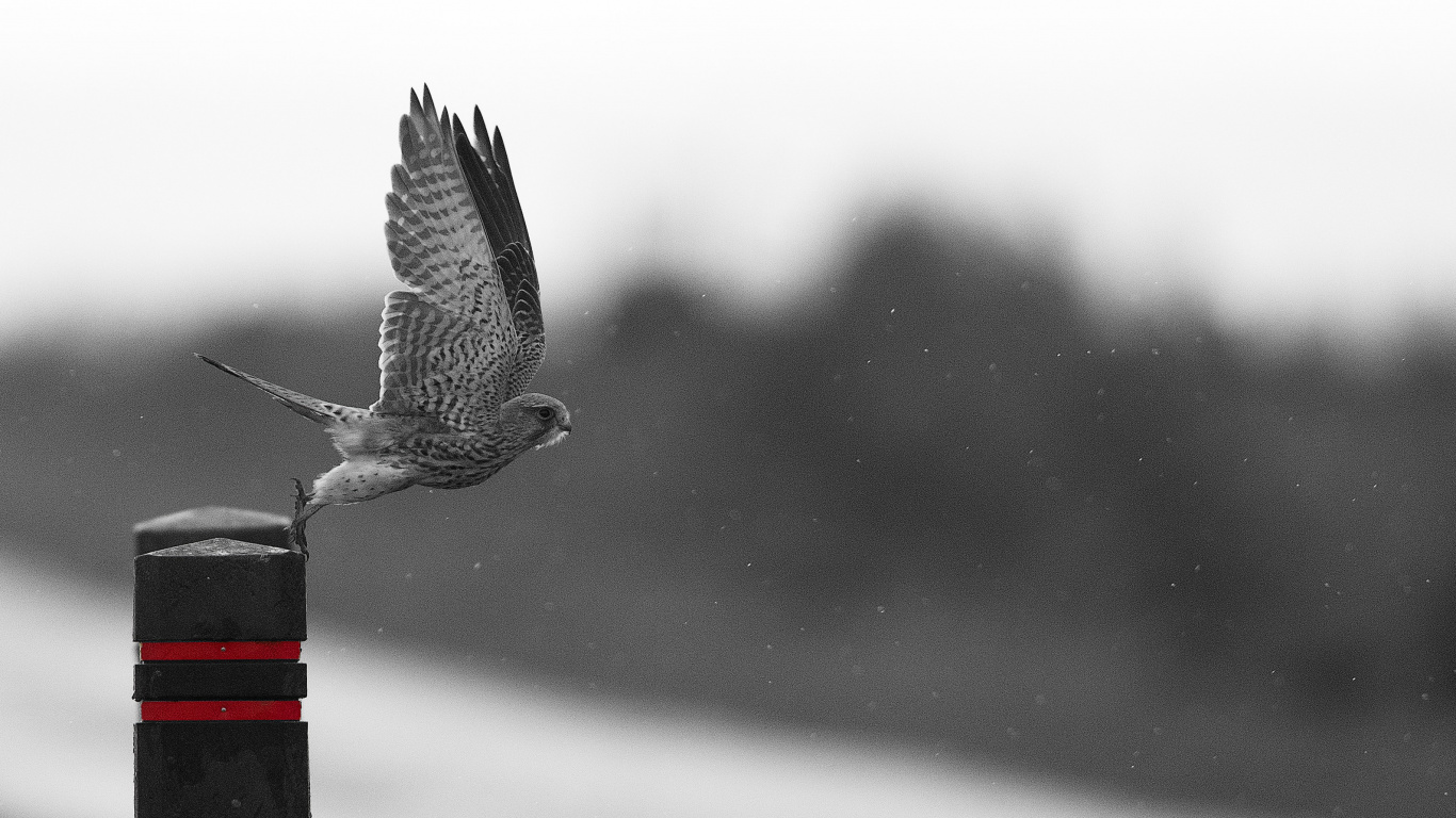Pájaro Blanco y Negro Sobre Soporte de Metal Negro y Rojo. Wallpaper in 1366x768 Resolution