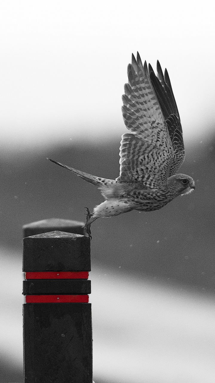 Black and White Bird on Black and Red Metal Stand. Wallpaper in 720x1280 Resolution