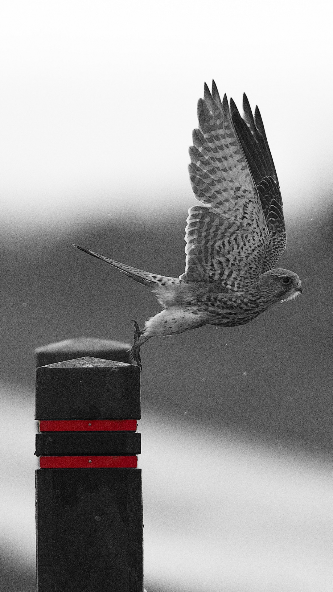 Oiseau Noir et Blanc Sur Support en Métal Noir et Rouge. Wallpaper in 1080x1920 Resolution