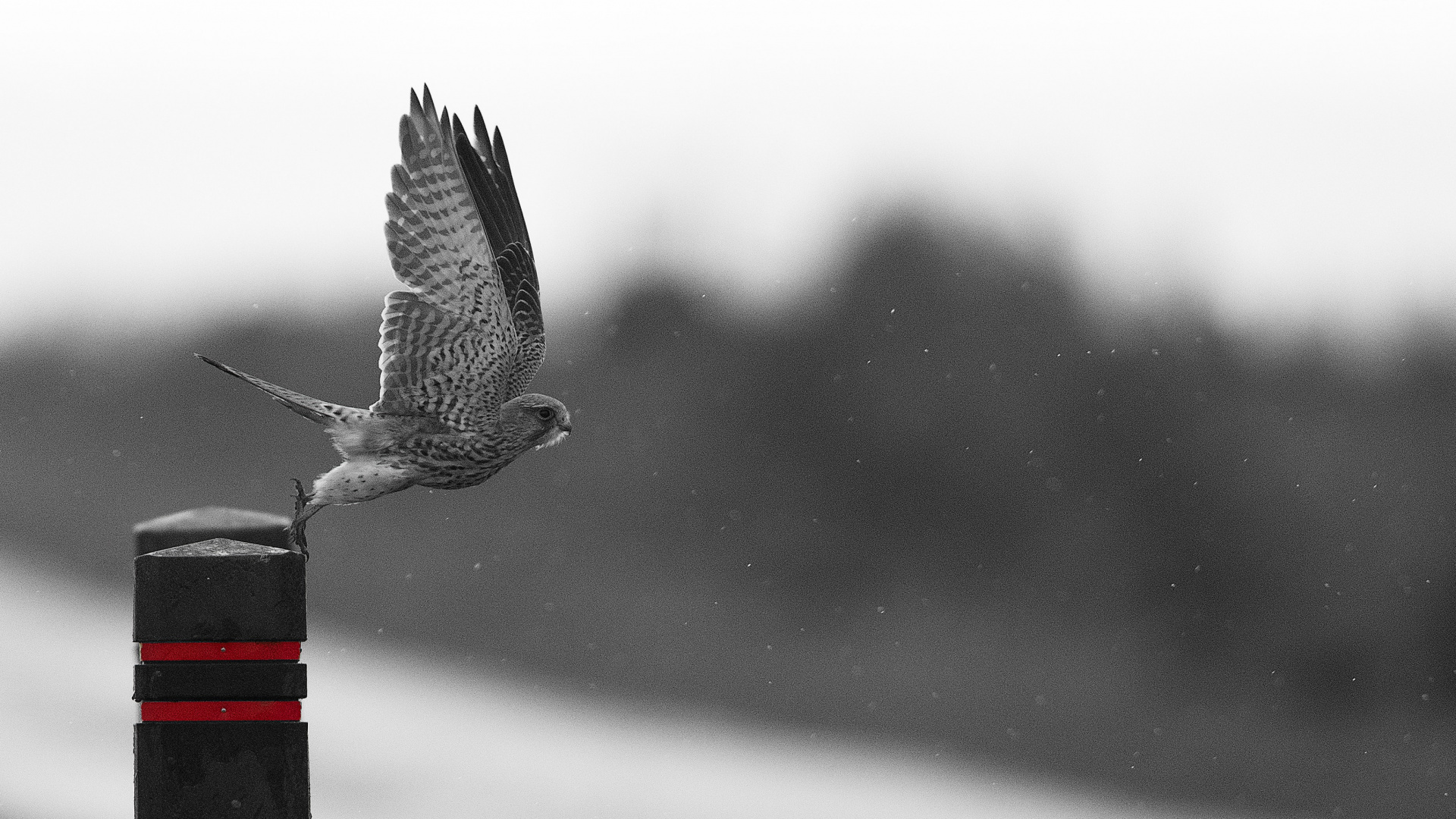 Oiseau Noir et Blanc Sur Support en Métal Noir et Rouge. Wallpaper in 1920x1080 Resolution