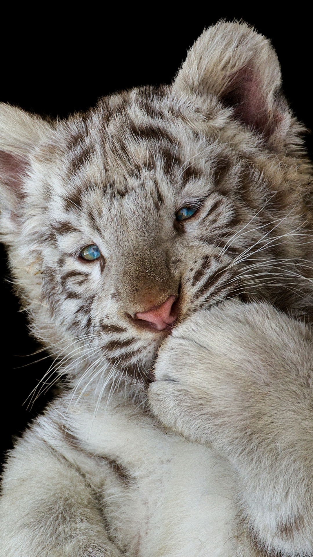 Brown and Black Tiger Cub. Wallpaper in 1080x1920 Resolution