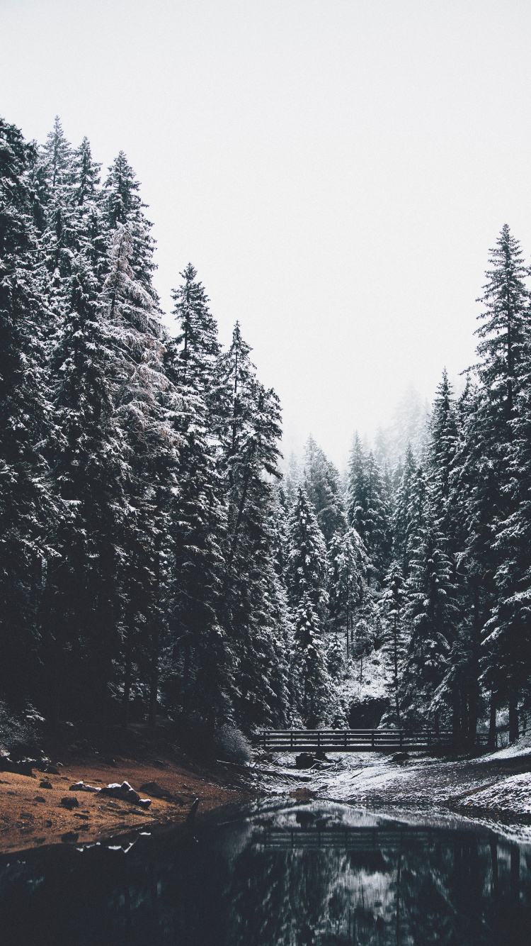 Gemäßigten Nadelwald, Baum, Natur, Lärche, Winter. Wallpaper in 750x1334 Resolution