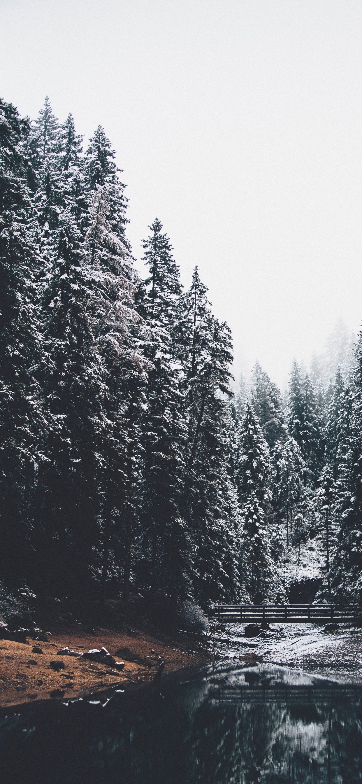 Les Forêts de Conifères Tempérées, Nature, Mélèze, Hiver, Spruce. Wallpaper in 1242x2688 Resolution