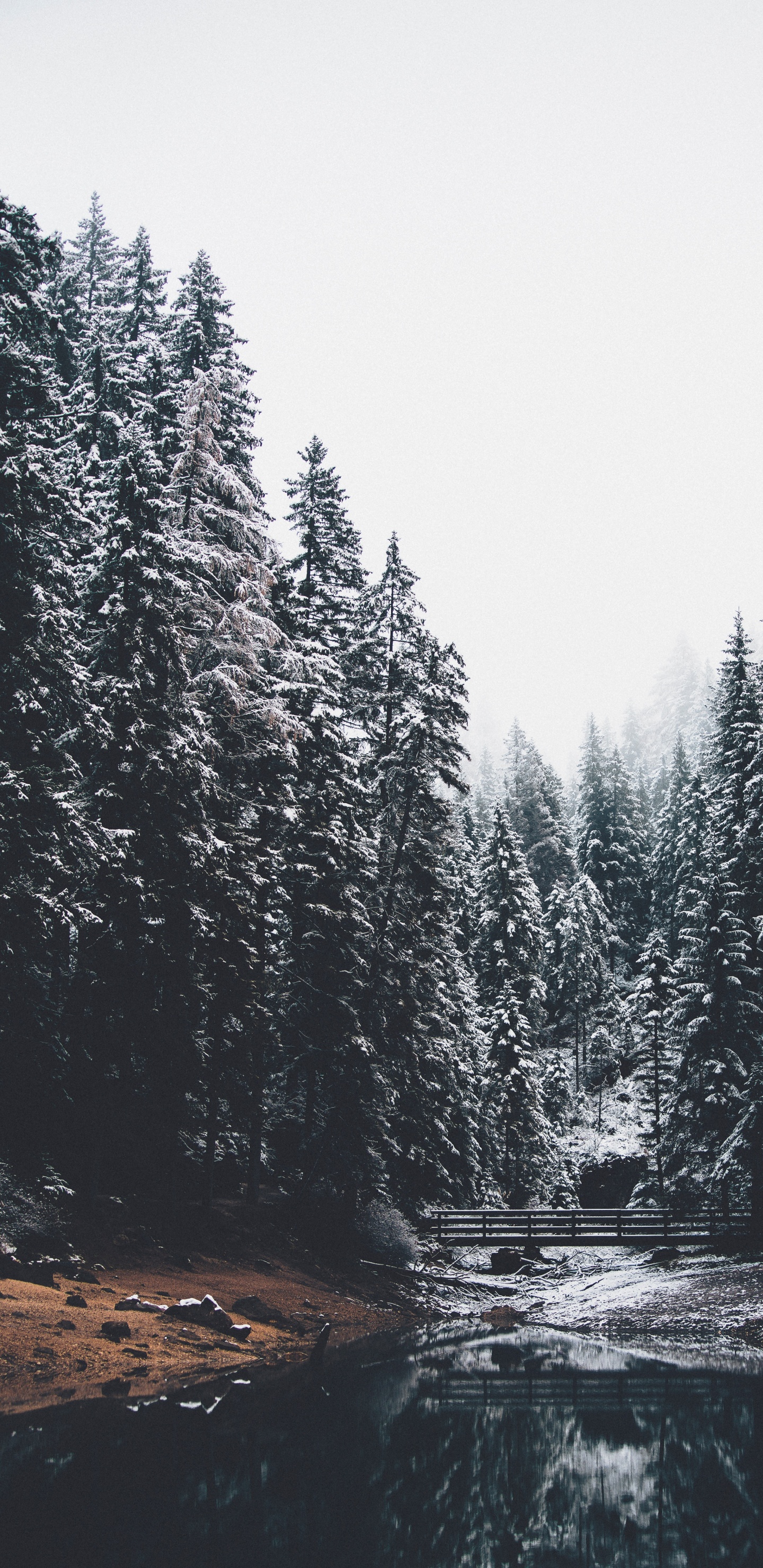 Templado de Coníferas Bosque, Naturaleza, Alerce, Invierno, Agua. Wallpaper in 1440x2960 Resolution