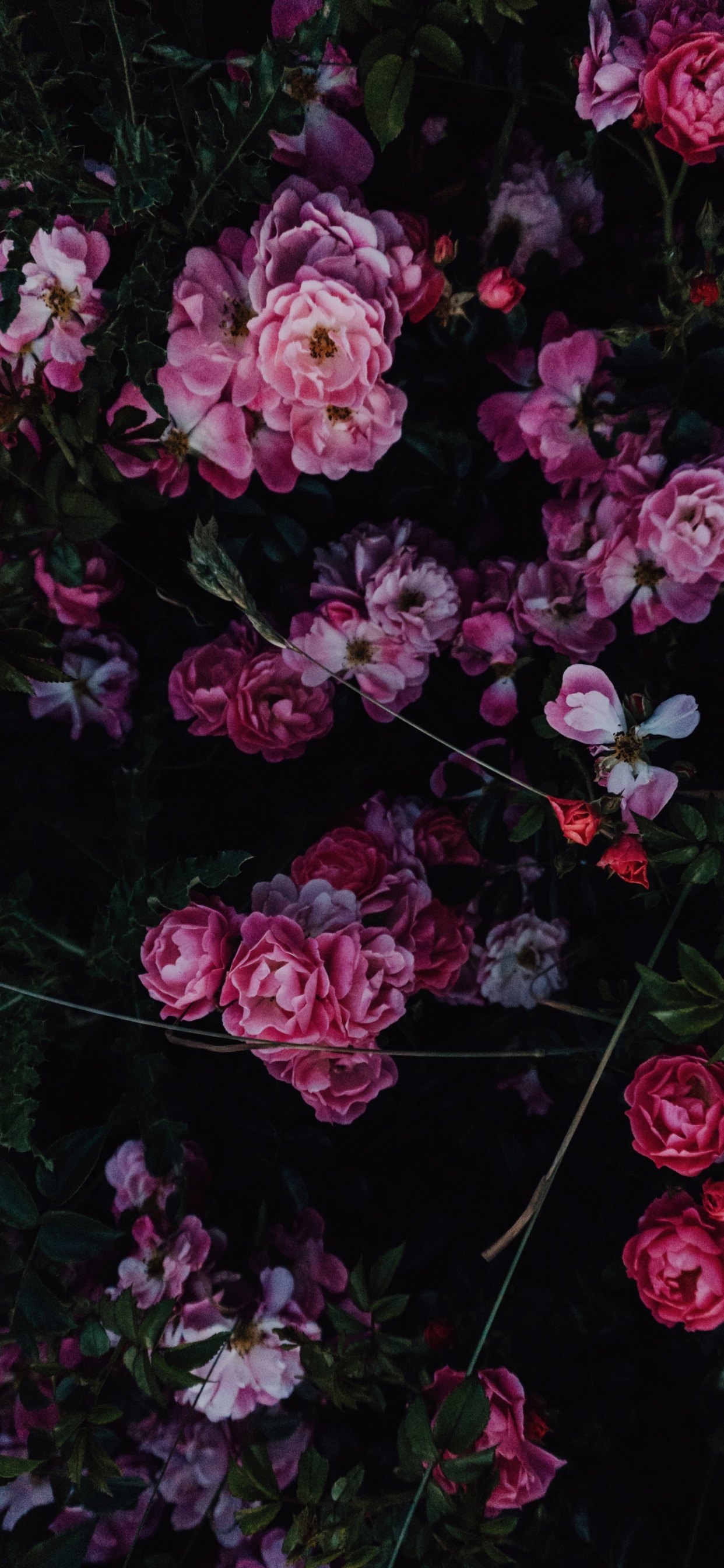 粉红色, 花卉设计, 花瓶, 白色, 灌木 壁纸 1242x2688 允许