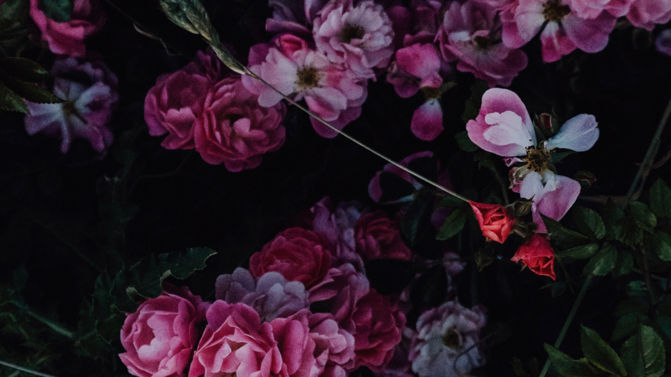 Rosa, de Colores, Diseño Floral, Vaso, Blanco. Wallpaper in 1366x768 Resolution