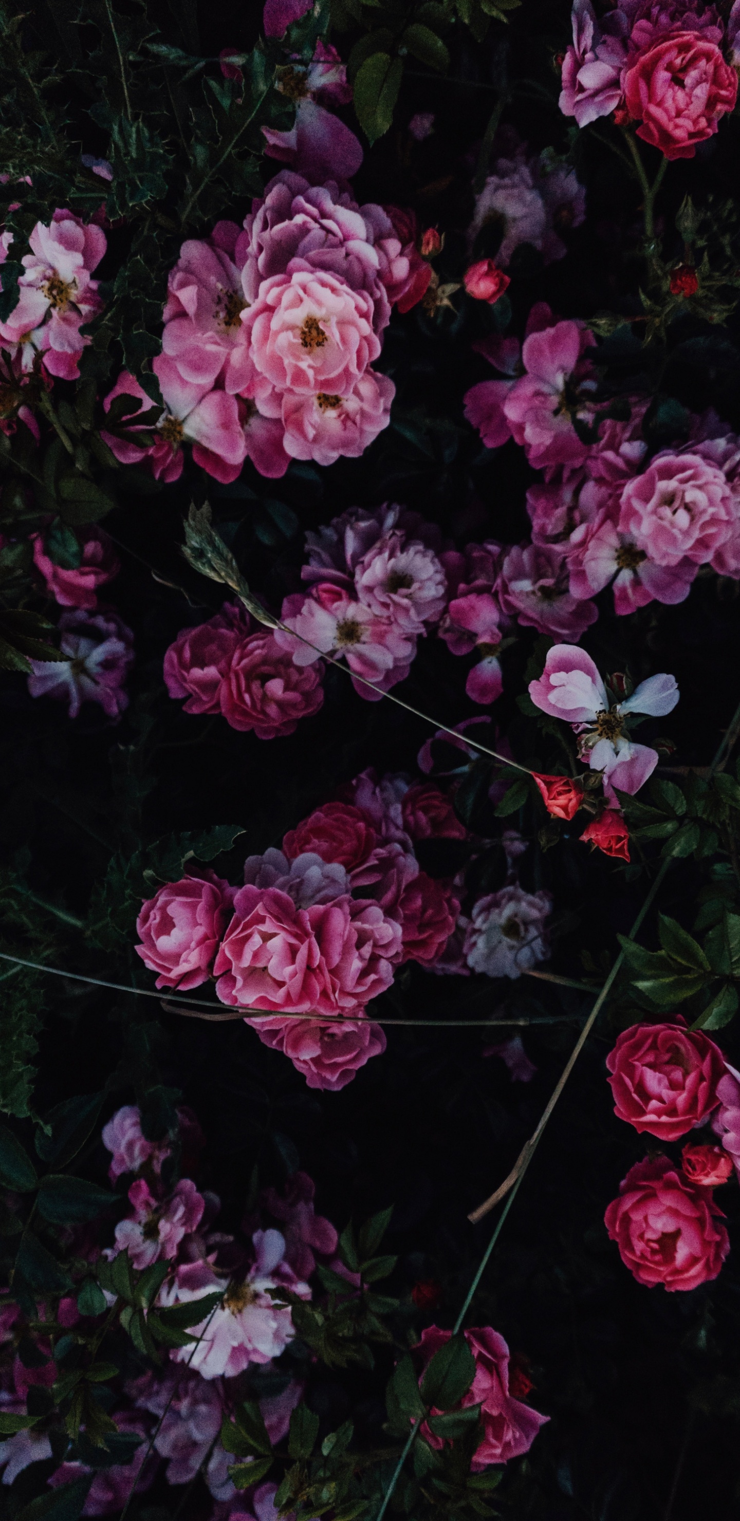 Rosa, de Colores, Diseño Floral, Vaso, Blanco. Wallpaper in 1440x2960 Resolution