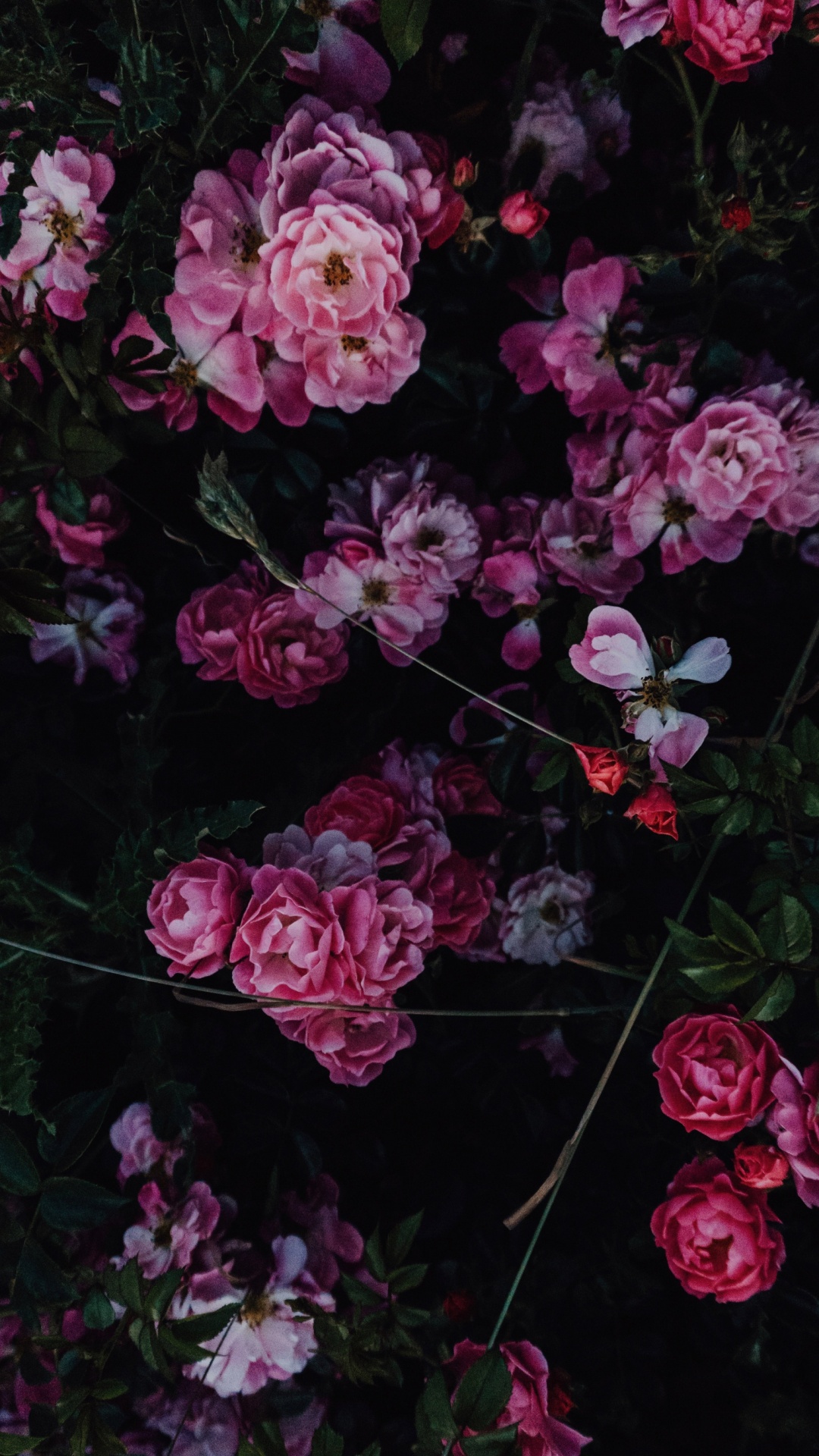 Rose, Pink, Blumenmuster, Vase, Wei. Wallpaper in 1080x1920 Resolution