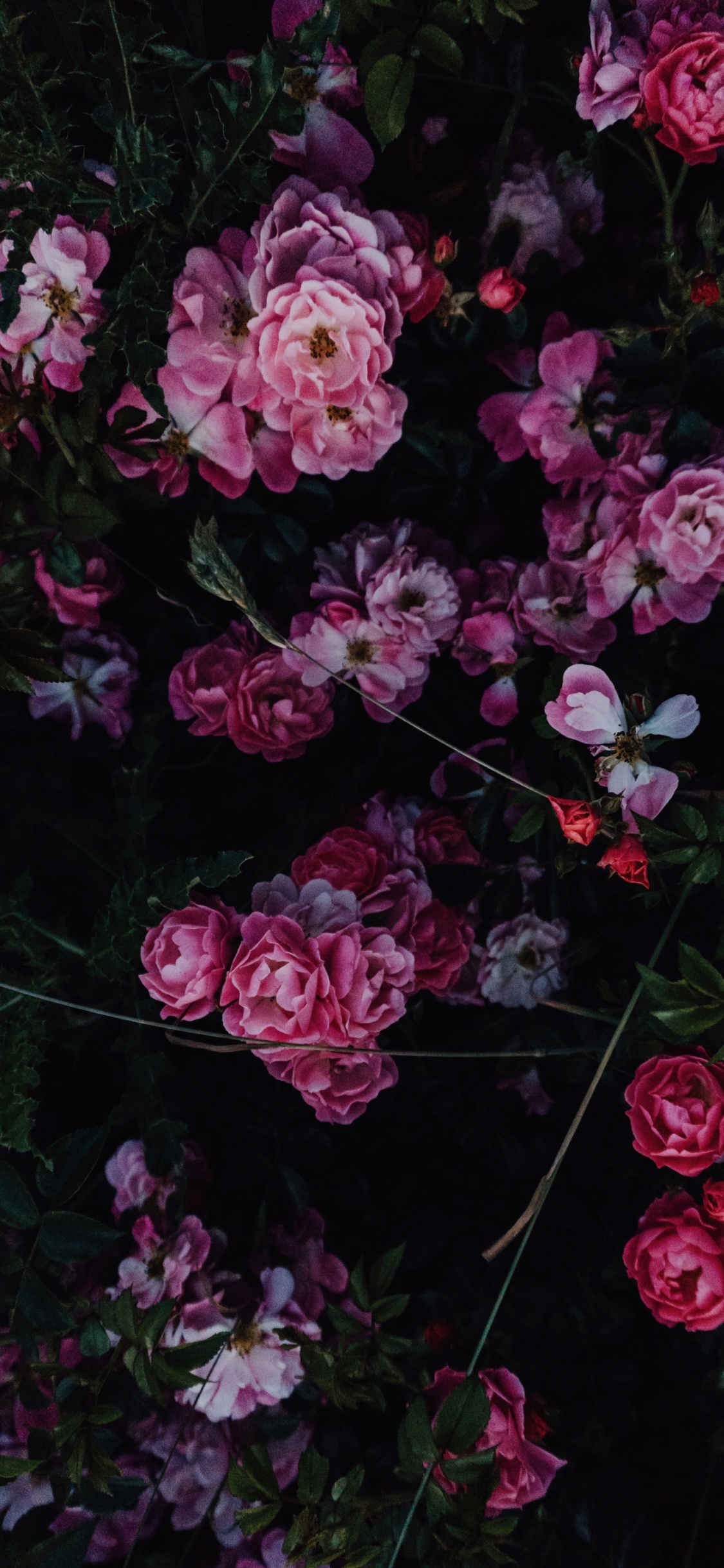 Rose, Pink, Blumenmuster, Vase, Wei. Wallpaper in 1125x2436 Resolution