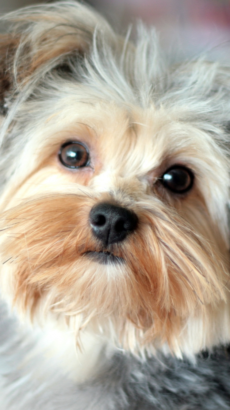 Yorkshire Terrier Marrón y Negro. Wallpaper in 750x1334 Resolution