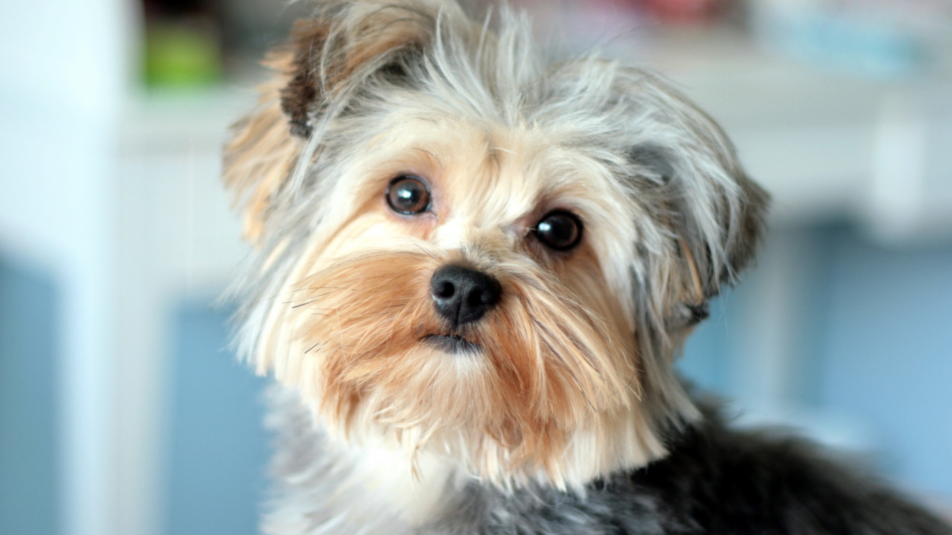 Yorkshire Terrier Brun et Noir. Wallpaper in 1366x768 Resolution