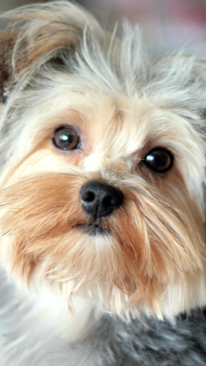 Brown and Black Yorkshire Terrier. Wallpaper in 720x1280 Resolution