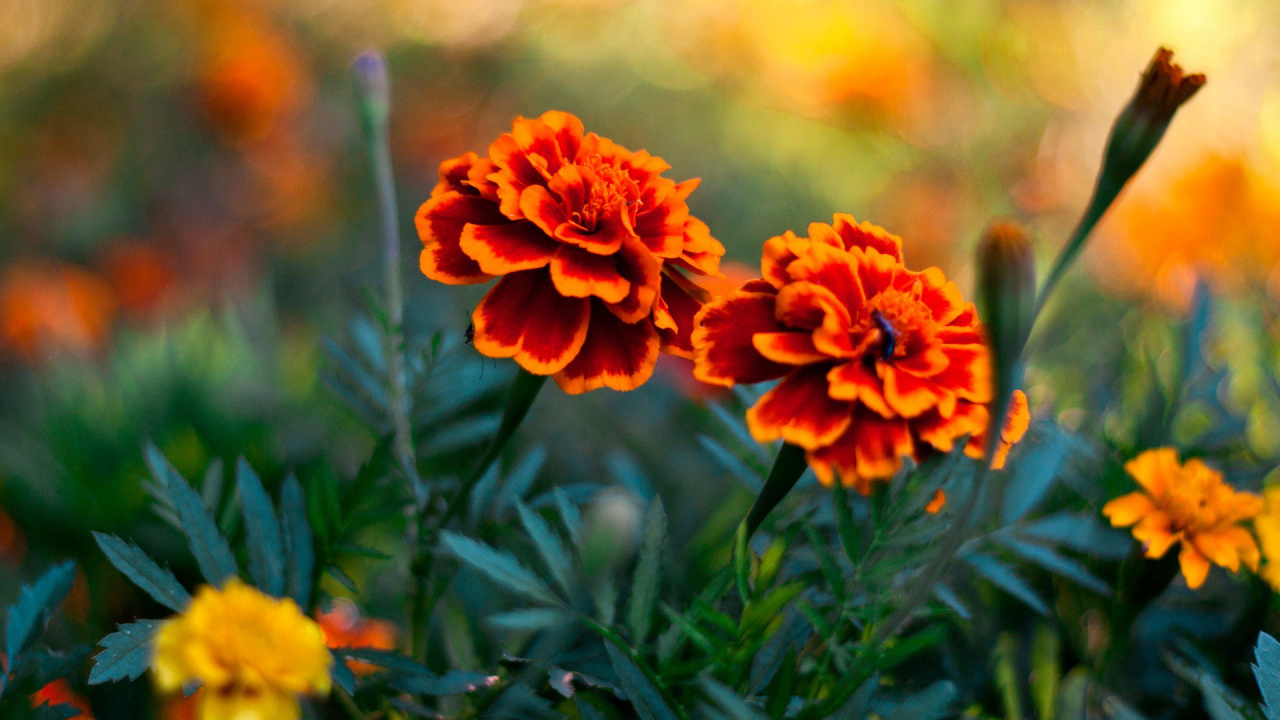 Orange Flower in Tilt Shift Lens. Wallpaper in 1280x720 Resolution