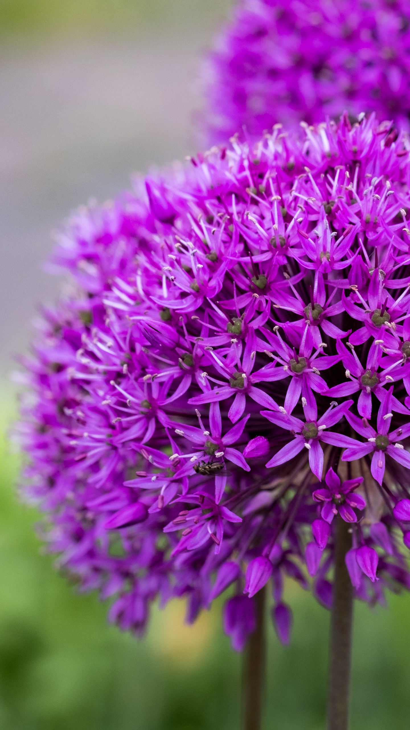 Flower, Table, Flowering Plant, Garden, Ornamental Plant. Wallpaper in 1440x2560 Resolution