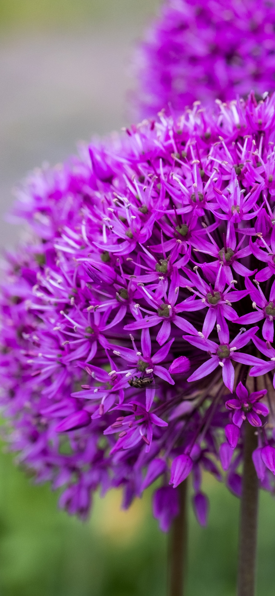 Tabelle, Blühende Pflanze, Garden, Zierpflanze, Blütenblatt. Wallpaper in 1125x2436 Resolution