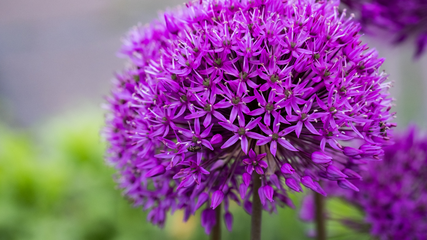 Tabelle, Blühende Pflanze, Garden, Zierpflanze, Blütenblatt. Wallpaper in 1366x768 Resolution