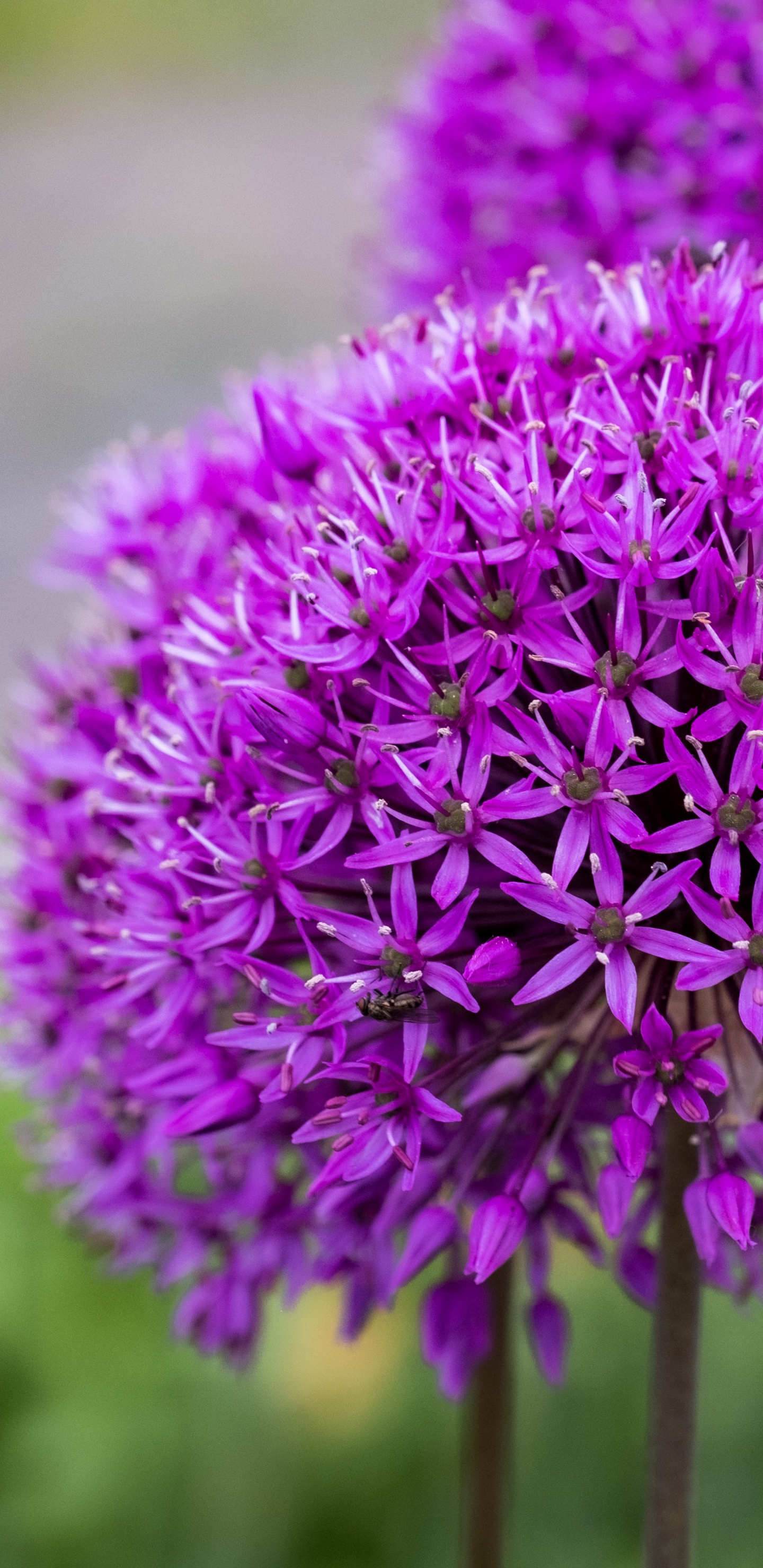 Tabelle, Blühende Pflanze, Garden, Zierpflanze, Blütenblatt. Wallpaper in 1440x2960 Resolution