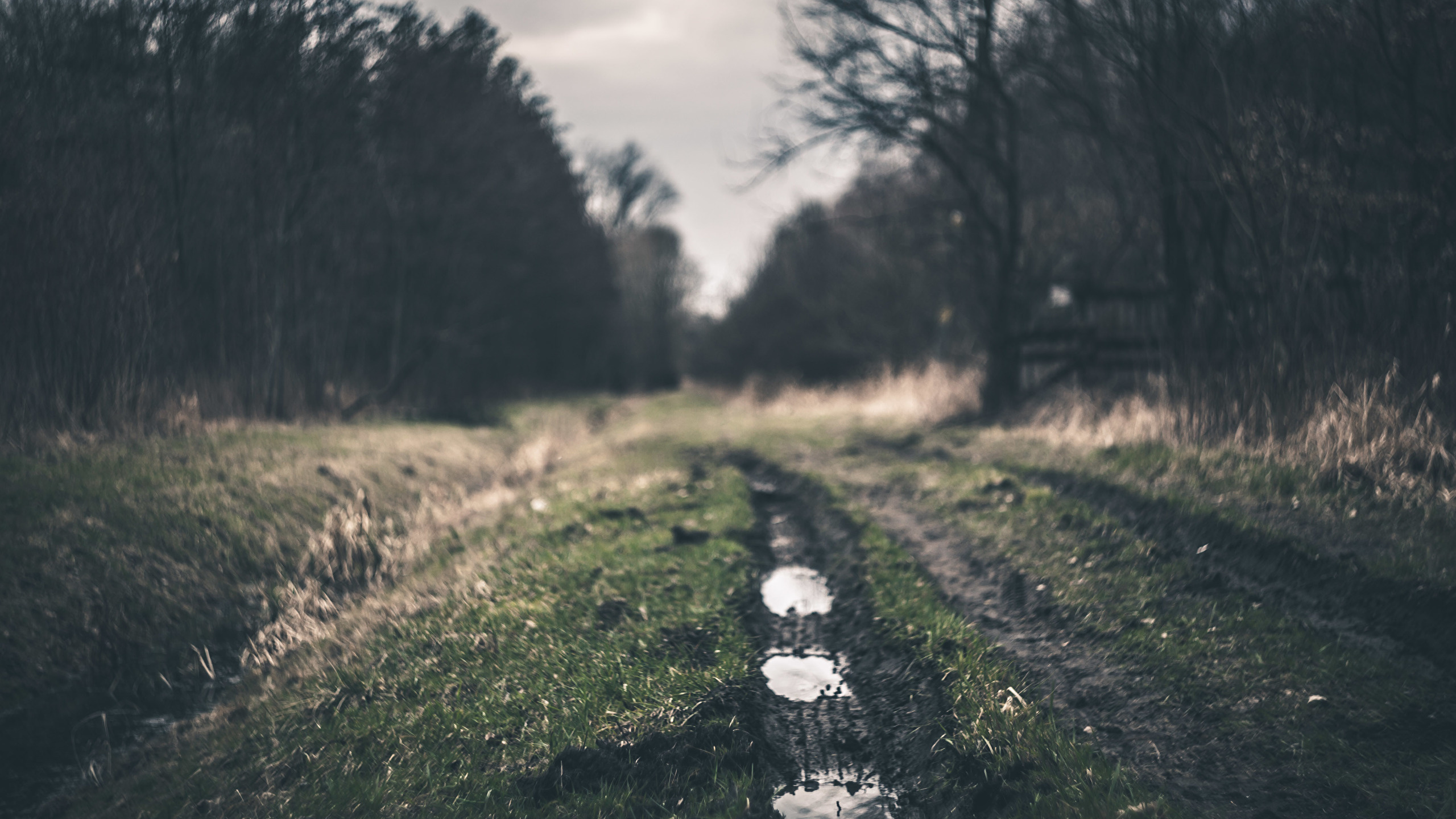 Flores Blancas en el Campo de Hierba Verde Durante el Día. Wallpaper in 2560x1440 Resolution