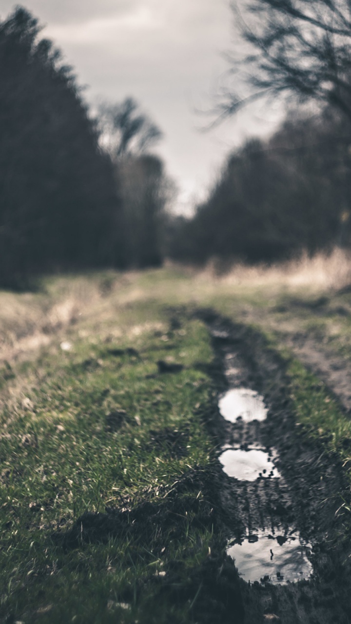 Weiße Blumen Auf Der Grünen Wiese Tagsüber. Wallpaper in 720x1280 Resolution