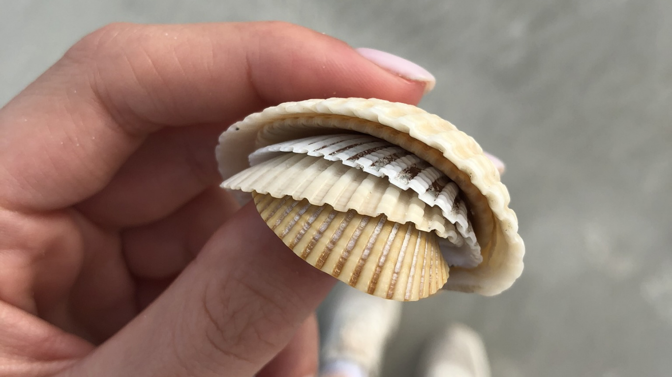 Clam, Finger, Bivalve, Natural Material, Shell. Wallpaper in 1366x768 Resolution