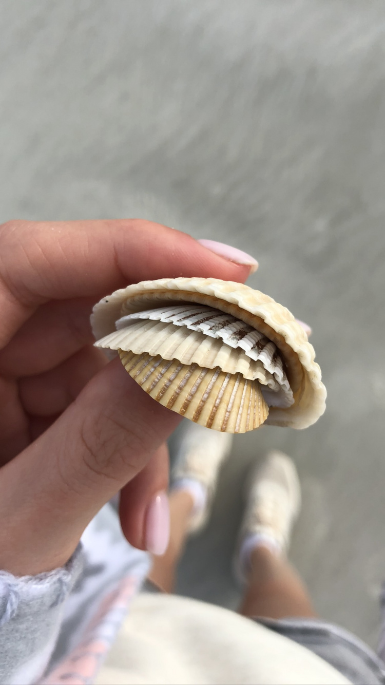 Clam, Finger, Bivalve, Natural Material, Shell. Wallpaper in 750x1334 Resolution