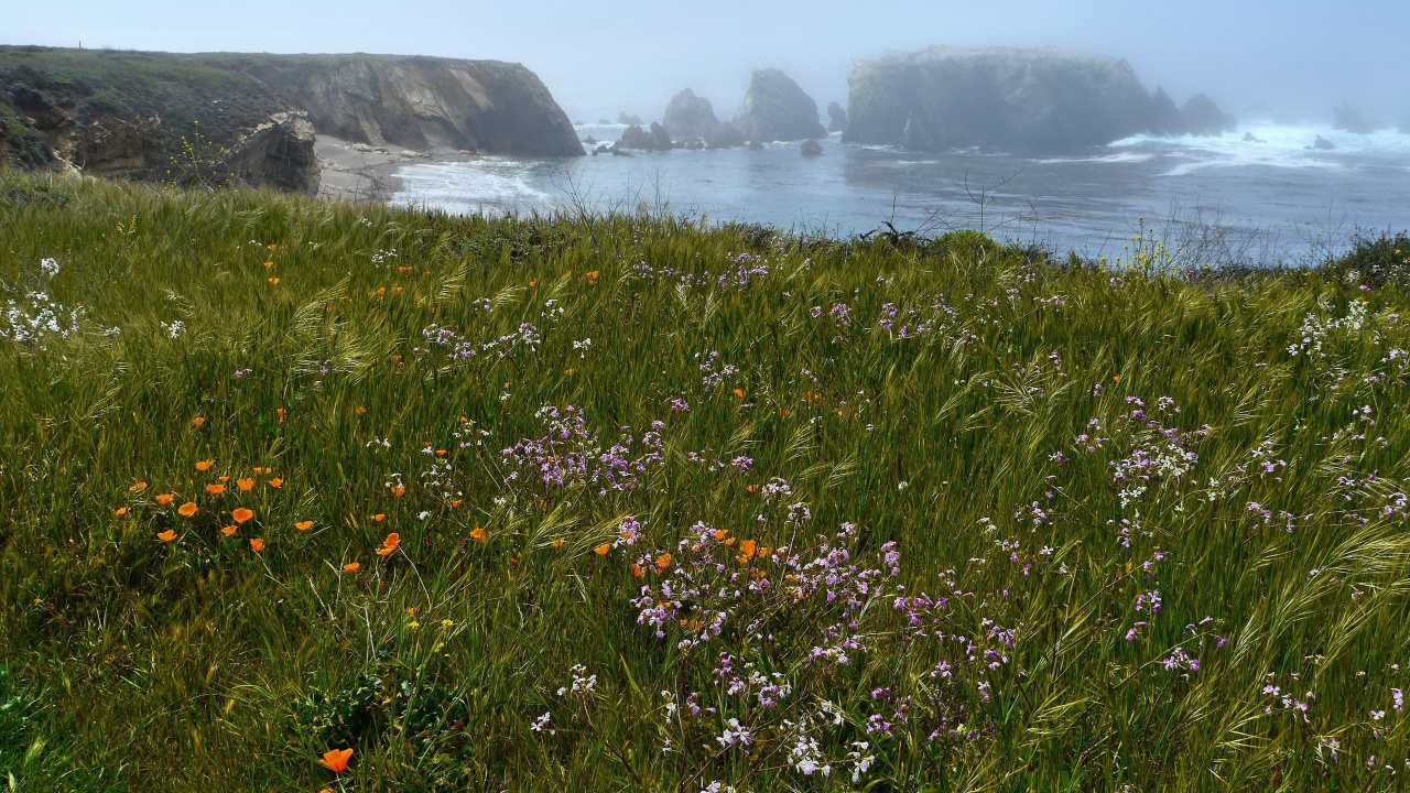Flores Rojas y Amarillas Cerca Del Cuerpo de Agua Durante el Día.. Wallpaper in 1280x720 Resolution