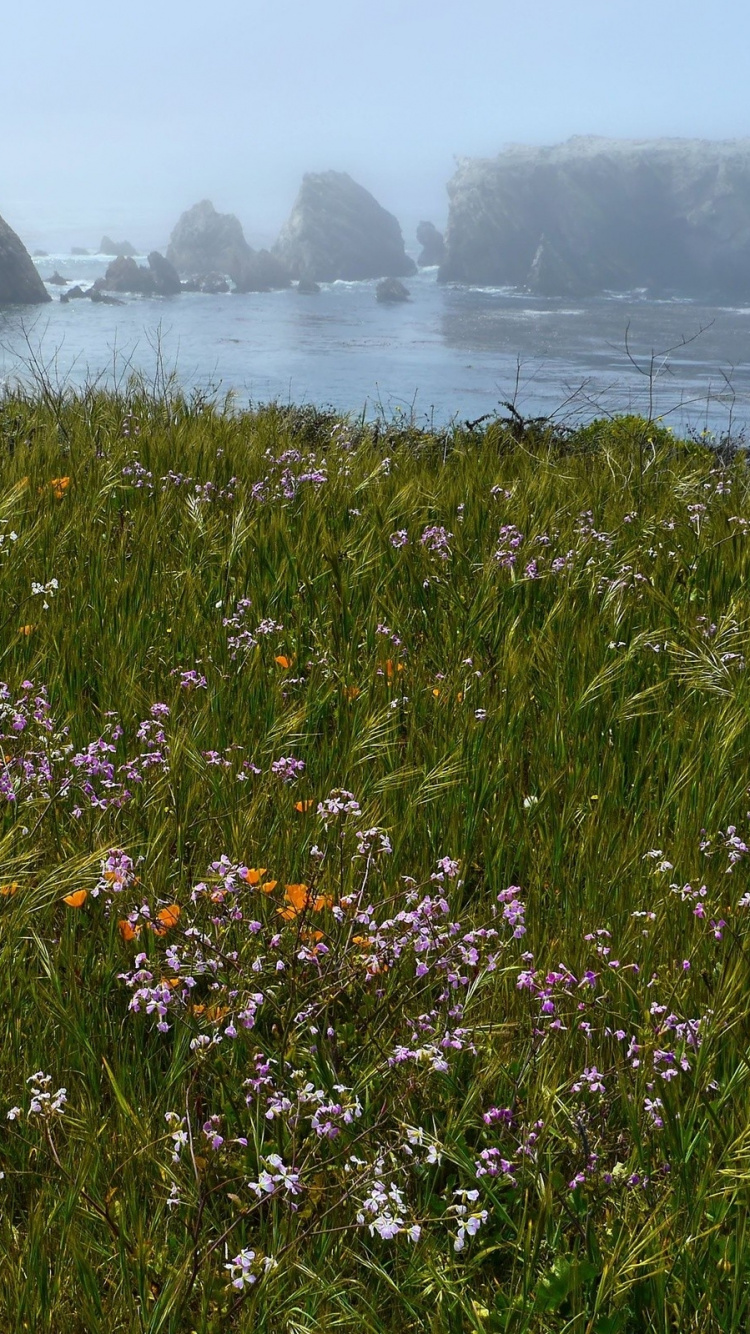 Flores Rojas y Amarillas Cerca Del Cuerpo de Agua Durante el Día.. Wallpaper in 750x1334 Resolution