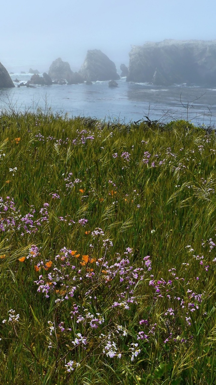 Rote Und Gelbe Blüten in Der Nähe Von Gewässern Tagsüber. Wallpaper in 720x1280 Resolution