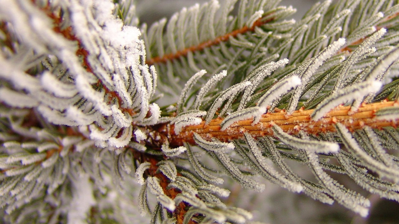 Plante Brune et Blanche Recouverte de Neige. Wallpaper in 1280x720 Resolution